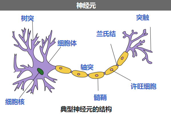 神经元的结构